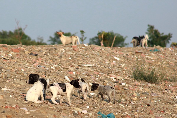 「認養很簡單，不棄養很困難」， 隨地棄養是流浪狗源源不絕的主因。 蕭士塔/攝