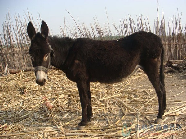 公馬和母驢交配，生下的叫「驢騾」、「駃騠」。擷取自網路
