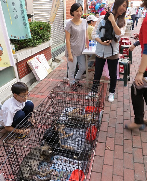 由幾個動保和愛心團體舉辦的小型認養會，近幾年都有不錯的成績。蕭士塔/攝