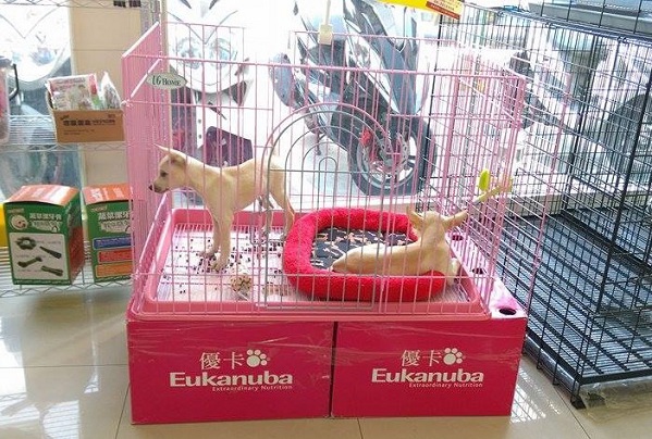 設在動物醫院和寵物用品店的愛心橱窗，也是送養流浪貓狗的好管道。蕭士塔/攝