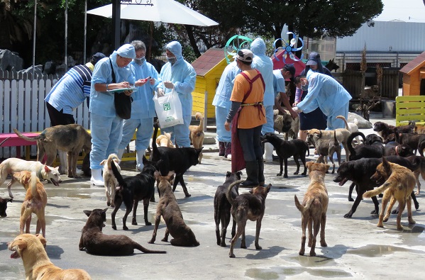 輔導私人收容所建置犬隻進出場管理機制，是台南市動保處未來的重點工作。  蕭士塔/攝