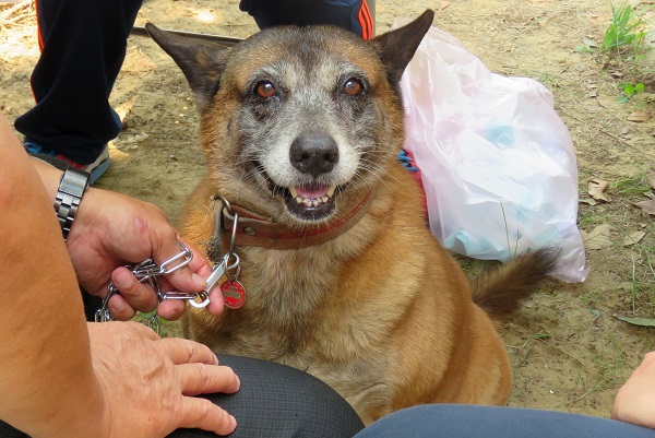 這隻胖胖狗養了14年，沒有看家功能，主人仍疼愛有加，每年按時帶往施打疫苗。蕭士塔/攝