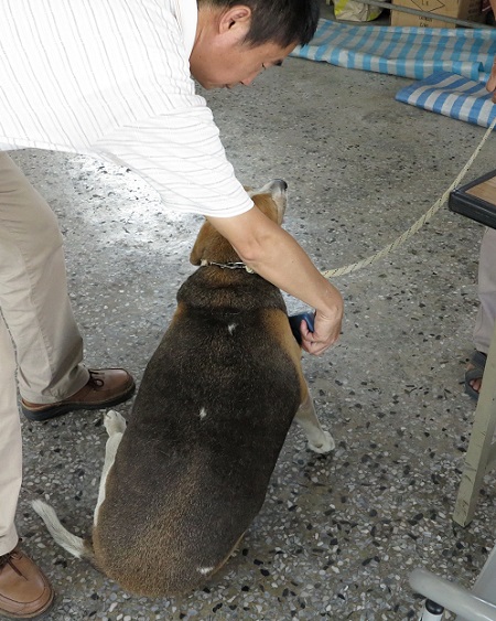 主人過度膩愛，養出胖嘟嘟的狗，主人卻說愈看愈古錐。蕭士塔/攝