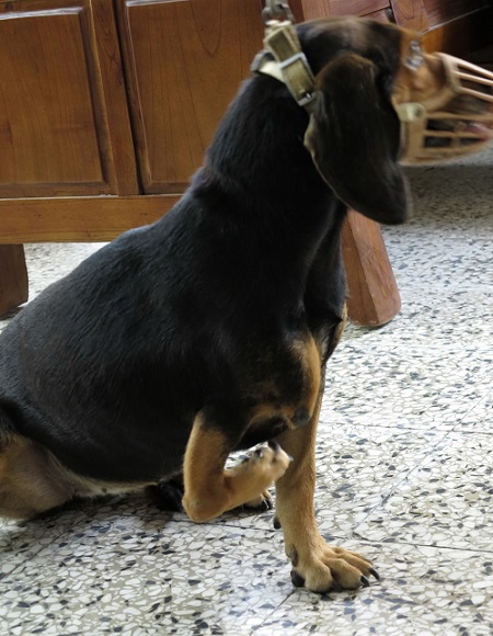 農村也時常看到傷殘截肢的狗，主人仍不離不棄。  蕭士塔/攝