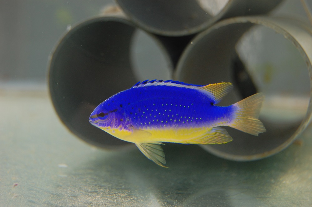 斐濟藍魔鬼雀鯛以體色對比強烈、鮮麗，受到水族玩家的喜愛。圖為成熟雄魚。   水產試驗所/提供