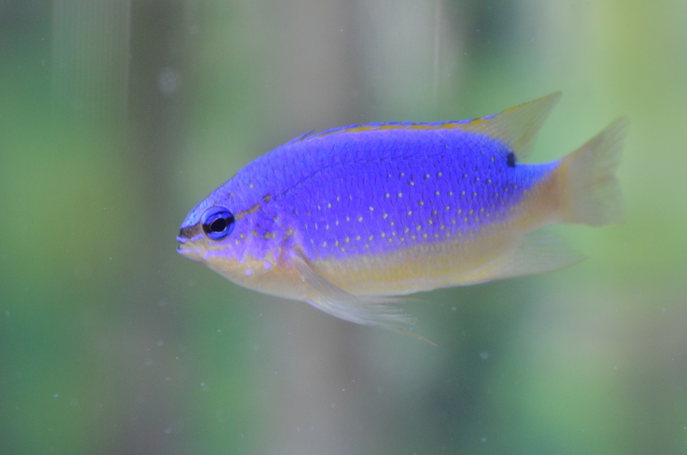 雌魚的腹部和尾部呈淡黃或乳白色，體色對比不如雄魚那麼強烈。 水產試驗所/提供