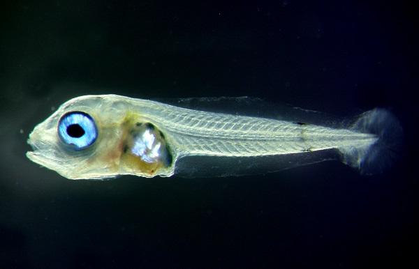 史前魚類? 其實這是7日齡的斐濟藍魔鬼仔魚。  水產試驗所/提供