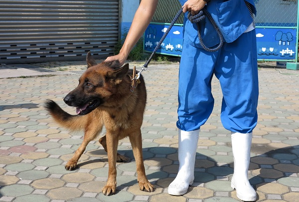 經民眾通報被捕捉到動物之家的狼犬。蕭士塔/攝