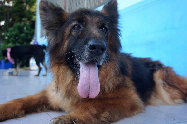 在收容所待了一年多的狼犬，蓬蓬的毛下其實骨瘦如柴。蕭士塔/攝