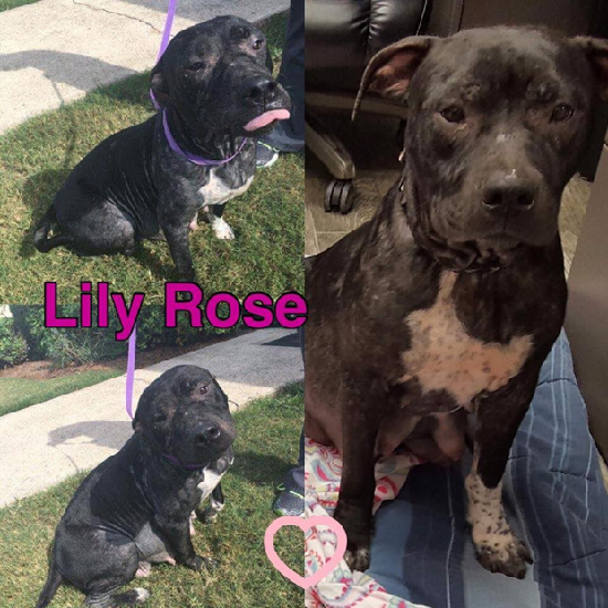 莉莉·羅斯（Lily Rose）是一隻被大家視為開心甜姐兒的狗。取自thedodo.com