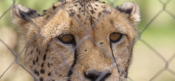 在白天活動的獵豹，因為覓食行動，成為牧場獵殺的目標。  取自cheetah.org