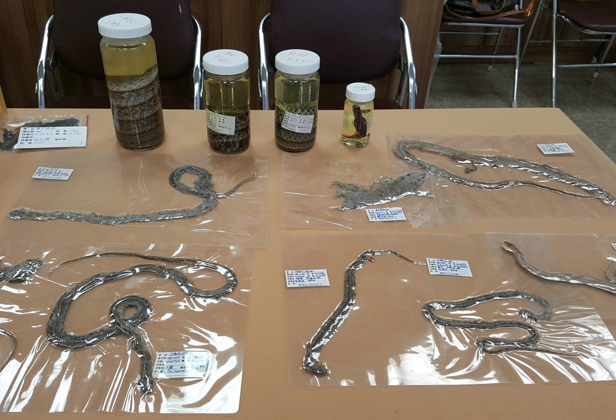 路殺社免費提供不同尺寸的標本採集專用袋，可抗凍、耐重，用來裝置動物大體。呂幼綸/攝