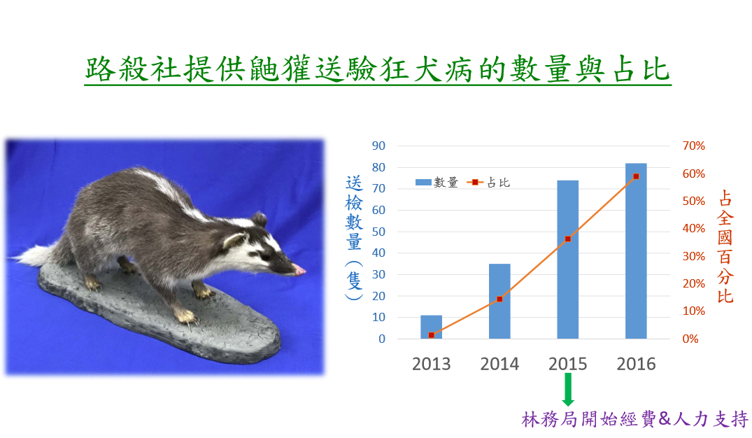  「路殺社」社員在鼬獾狂犬病疫情期間，撿拾送驗的路死鼬貛數量逐年上升，成為監控疫情的重要數據。 呂幼綸/攝