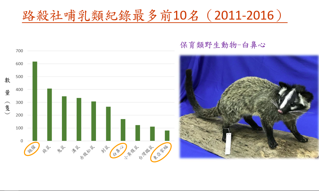 保育類動物白鼻心位居10大路死哺乳類動物的第7名，第10名的是最近驗出有麗莎病毒的東亞家蝠。  呂幼綸/攝