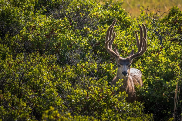 美國科羅拉多州境內騾鹿數量的下滑，主要和人類活動相關。取自thedodo.com