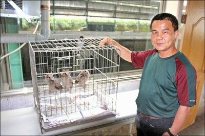 國人保育意識抬頭，多曉得保育類不得飼養，因此看到領角鴞被關在籠內，就會向動保處投訴。　新北市動保處/提供