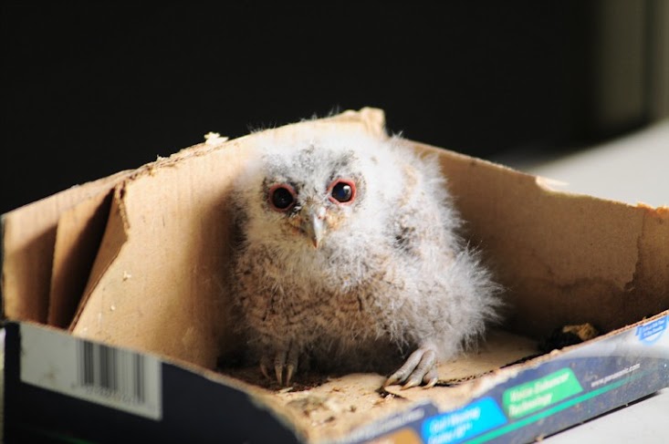 領角鴞寶寶雖然可愛，但不能飼養哦！　新北市動保處/提供
