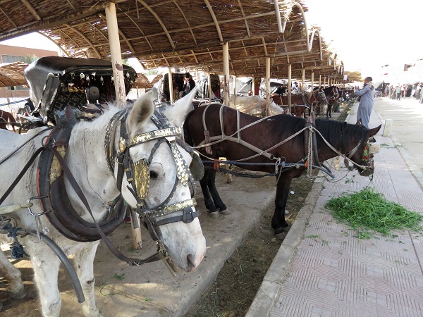 艾得夫神殿供馬匹休息的涼棚相當壯觀，也是遊客拍照的景點。蕭士塔/攝