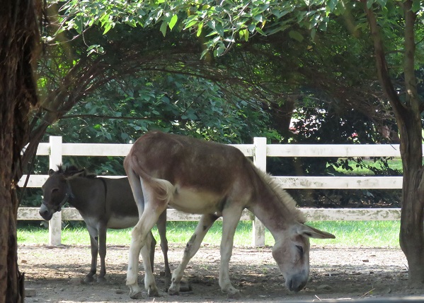 除觀賞馬術表演，也可以觀賞驢、騾、草泥馬及梅花鹿。蕭士塔/攝