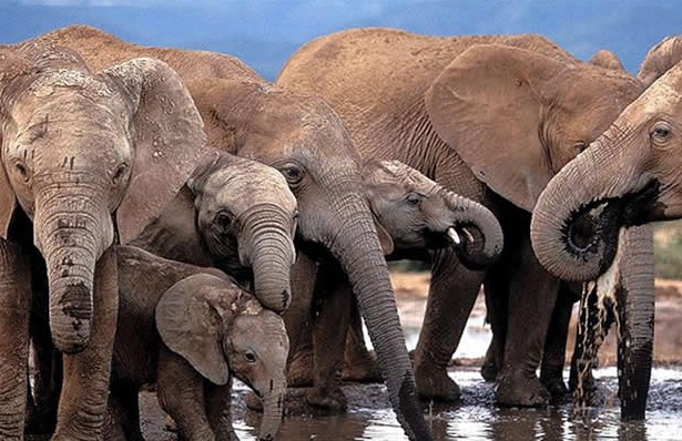 用來償債的象隻、獅子、長頸鹿等動物，都捕自辛巴威境內的萬基國家公園。 取自網路