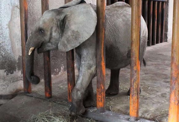 早在2014年，辛巴威就曾出售20多隻小象給中國的長隆野生動物世界。 取自Daily Mail