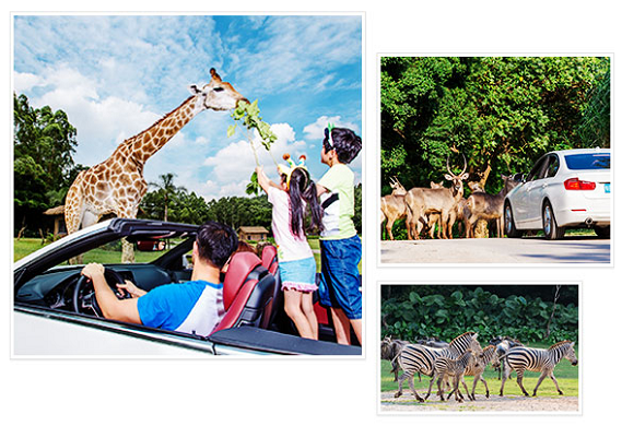 取自長隆野生動物園官網