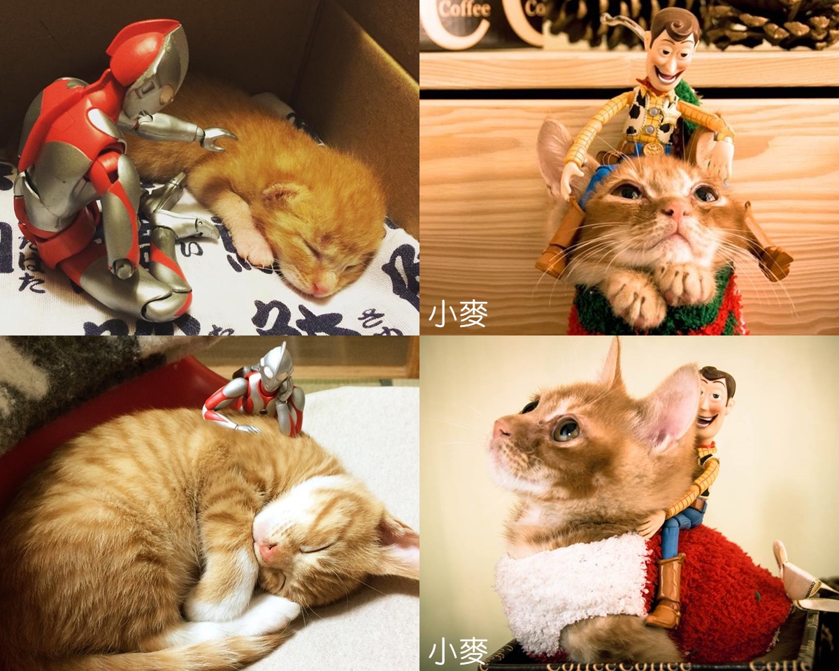 左邊的是日本網友分享的照片，右邊的是小麥哦。　莊若宇/提供