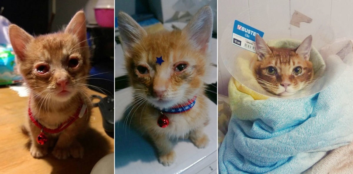 小麥剛被撿到時非常瘦弱，雙眼還嚴重發炎完全無法張開，在細心照顧下，很快就變圓變胖又變高囉。　莊若宇/提供