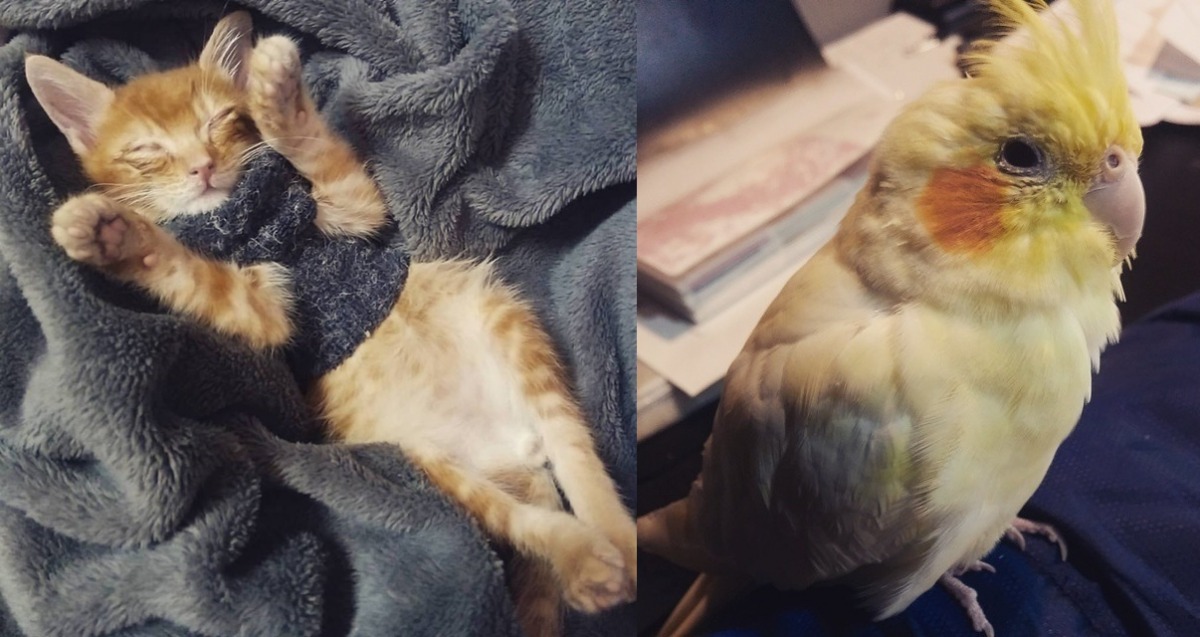 小麥是不是連作夢都夢到在抓鳥呢？　莊若宇/提供