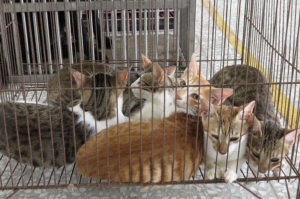 有了過往的失敗經驗，愛媽今年提前誘捕流浪貓，帶往結紮。蕭士塔/攝