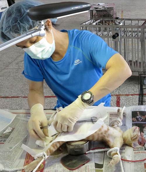台南市動保處今年的家犬貓免費巡迴絕育手術，貓比狗還要多。蕭士塔/攝