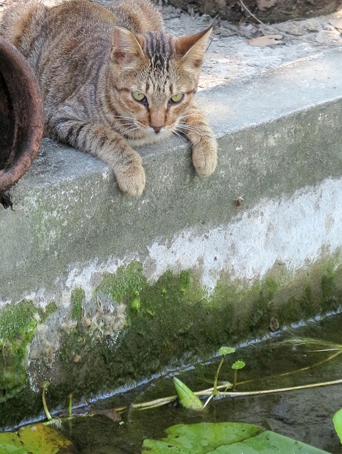 貓守在觀賞魚池旁伺機抓魚，也引發街坊鄰居的怨言。  蕭士塔/攝