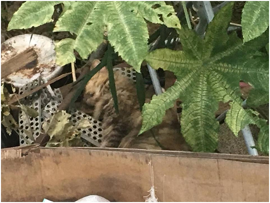 未誘捕救援到貓爺爺棄養的貓,被發現曝屍棄養處草叢!新竹旺旺流浪動物協會/提供