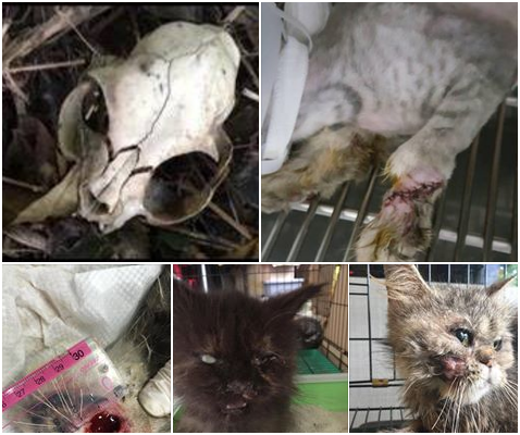 黃天恩被動保志工發現涉嫌棄養貓,已有兩個月,志工只能你丢我撿,並多方尋求管道,盼能依法查緝。 新竹旺旺流浪動物協會/提供