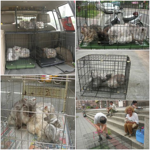 102年7月,各方人馬匯聚,強制沒入遭黃天恩不當飼養的貓。王婕/提供