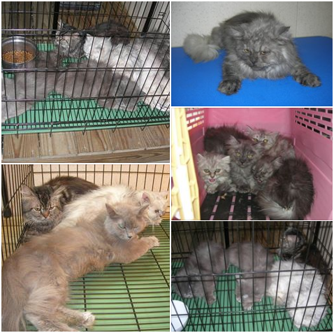 102年8月,又從黃天恩飼養處帶走一批飼養狀況不佳的貓咪。王婕/提供