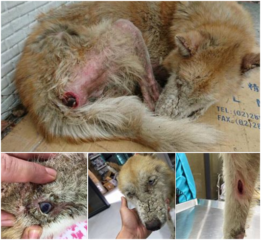 琪琪剛被救援時，虛弱到連走路都東搖西晃，送潮州雨聲動物醫院檢查，有艾莉希體、嚴重貧血、白血球極高、疥癬蟲皮膚炎，眼瞼因嚴重皮膚病石化，睫毛倒插，常滿布眼屎睜不開眼。而身上多處傷口，獸醫研判是外力造成。