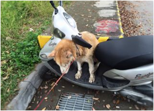 遛躂時，瞧見路邊停了一部摩托車，琪琪馬上爬上去坐得很端正。想必很久以前，被主人載著兜風是牠牢牢記住的快樂回憶……