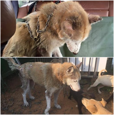 萬念俱灰，誰都不理的心又復甦了，琪琪和園區的狗狗互動良好！