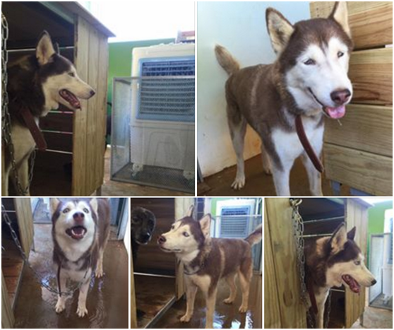 珍妮馬麻摸著琪琪的頭說，要送牠去加拿大找新馬麻，交代牠乖乖聽話，牠很認真聽著，然後翻肚肚要討摸摸！