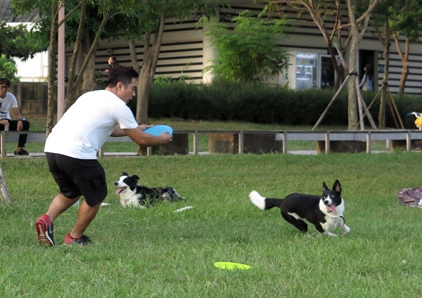 石雅旭3年前認養BoBo,只因可憐牠是沒人要的米克斯,沒想到牠會成為傑出的飛盤狗。蕭士塔/攝