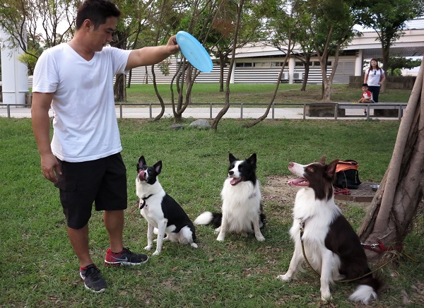 石雅旭目前共有3隻飛盤狗,除了BoBo(左)是米克斯,另兩隻都是純種邊境牧羊犬,他說很難判定何者技術較優。 蕭士塔/攝
