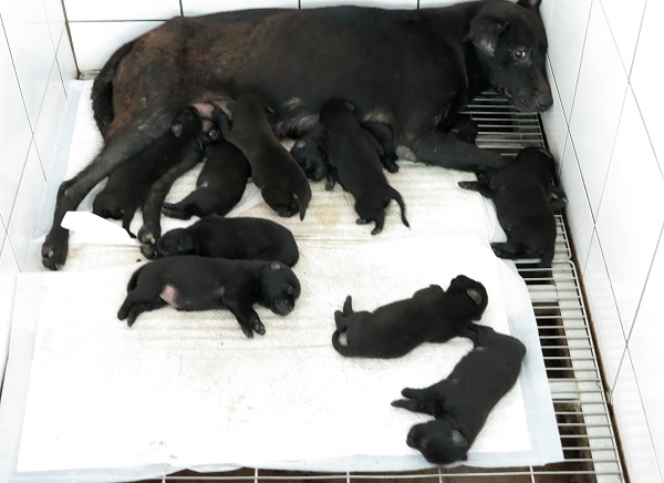 台南市105年12月及今年元月期間，幼犬貓送交量就高達494頭，有母帶子，更多的是孤兒犬。 蕭士塔/攝