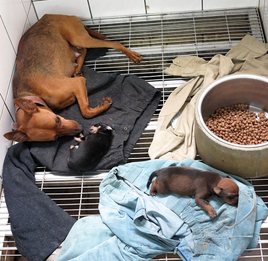 台南市的收容所有完善的生產哺乳區。蕭士塔/攝