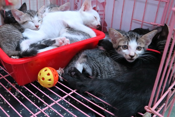 人工哺育未離乳幼貓的成功率低。 蕭士塔/攝