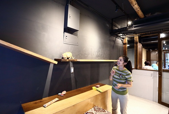 遊戲區裡有長條貓跳台,讓喵星人可以活動。易俊帆/攝