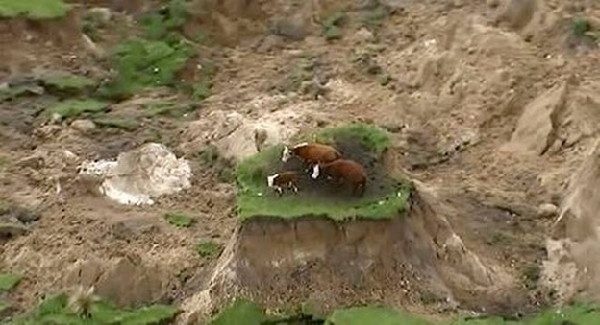 紐西蘭基督城的大地震，導致嚴重走山和山崩，也讓3頭牛困在有如「孤島」的山丘頂。取自Live Science