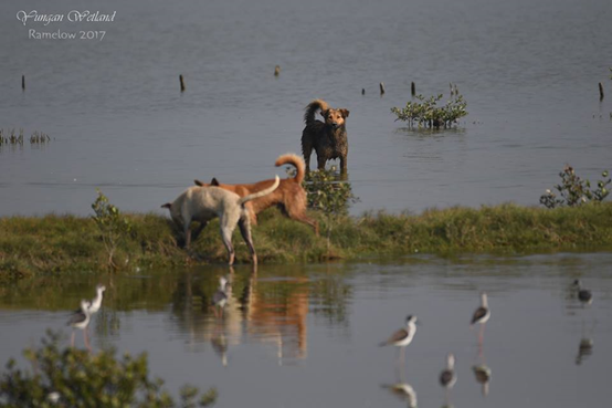 浪犬群聚追捕鸕鶿。獸醫師馮建中說，從未受過訓練的狗，在捕捉獵物前的集結、分組與埋伏行為，與牠們遠古的祖先一樣，擔憂有朝一日牠們可能捕獲瀕臨絕種的黑面琵鷺。馮建中/攝