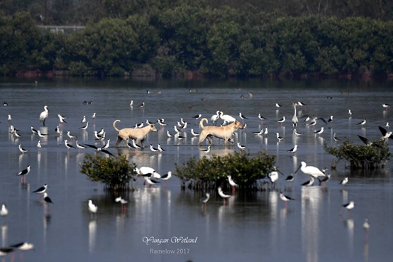 濕地除了防洪功能，也棲息特有無脊椎動物，鳥類生態也十分豐富，相片裡有保育類黑面琵鷺。 馮建中/攝