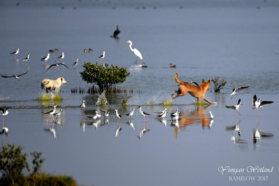 永安濕地鳥群驚飛是因狗亂入。9隻浪犬在對岸集結，算計好之後躡手躡腳溜下水，犬隻的狩獵行為跟牠們的祖先狼群一樣，會有計畫鎖定目標，分組包抄截擊，不驚擾獵物，小心行動。馮建中/攝